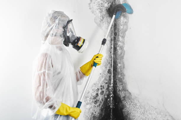 Hilltop, MN Mold Removal Company